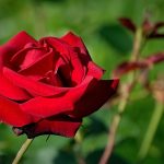 12 Iunie: Ziua Trandafirului Roșu