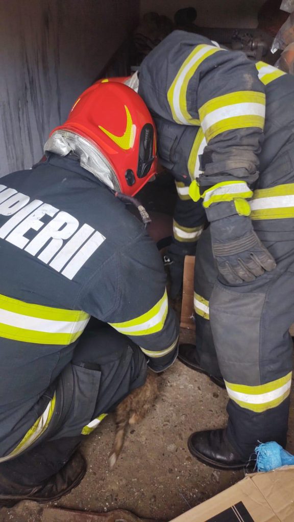 Doi căței au fost salvați astăzi din un canal din municipiul Sighișoara
