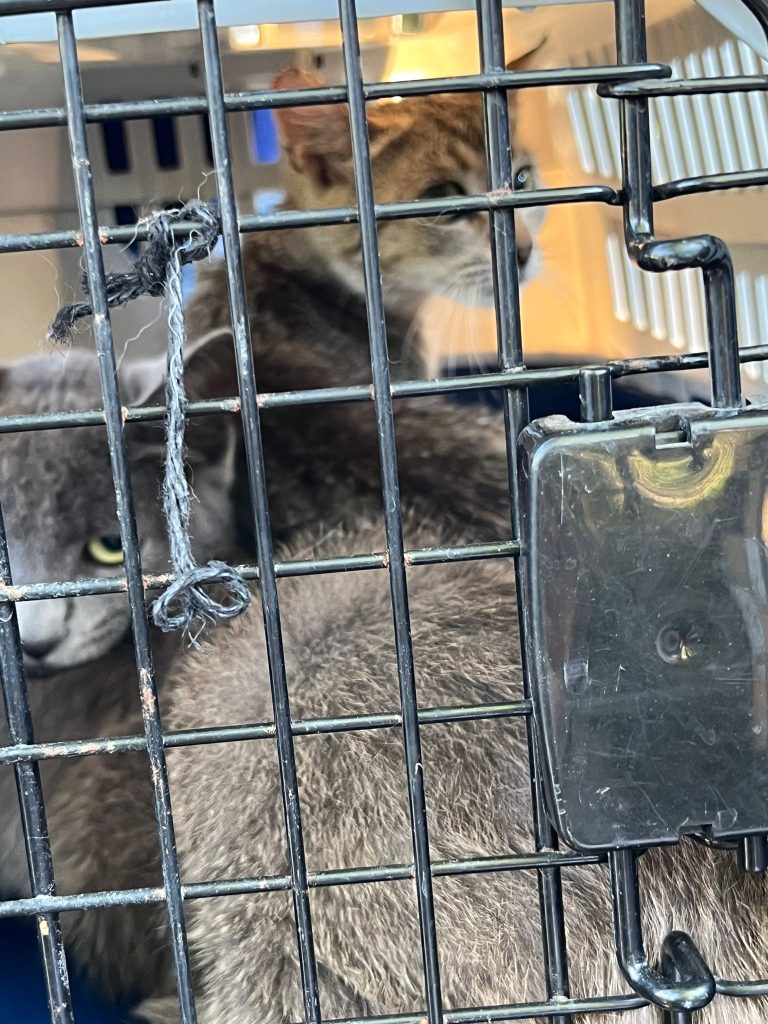 Oamenii legii au intervenit pentru a salva 16 animale (12 câini și 4 pisici) care se aflau într-o stare de neglijență severă.