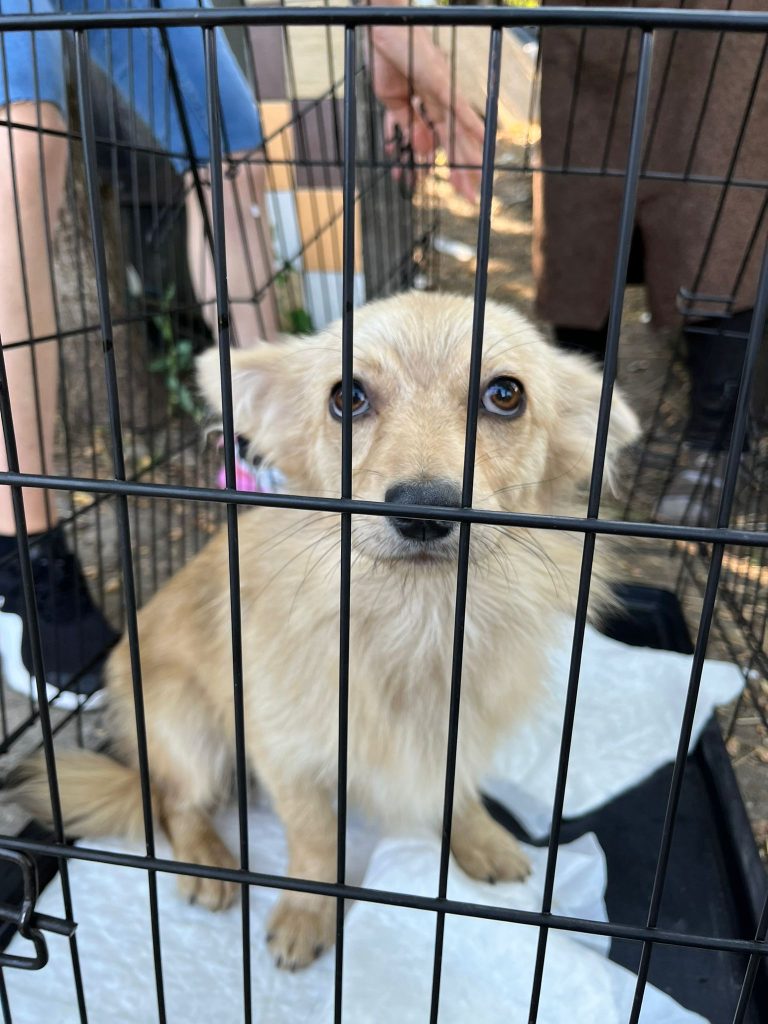 16 animale salvate și ordine de plasare în adăpost emise de polițiști
