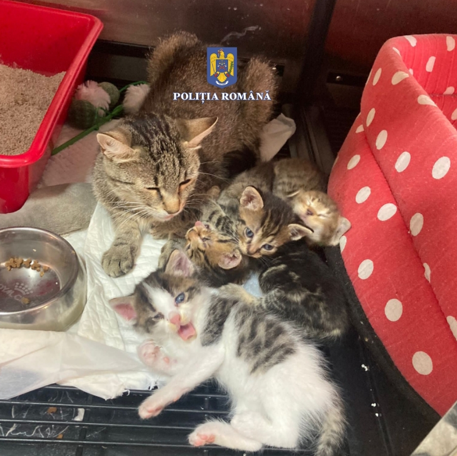Amendată cu 12.000 de lei pentru abandonarea mai multor pui de pisică 
