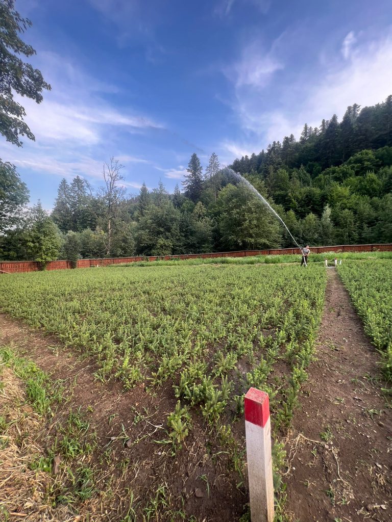 La pepiniera Voivodeasa