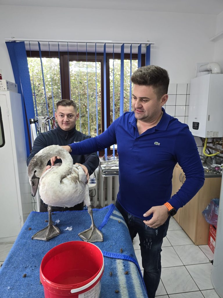 Lebădă epuizată, salvată de jandarmii suceveni