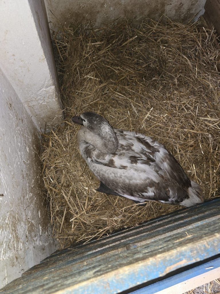 Lebădă epuizată, salvată de jandarmii suceveni