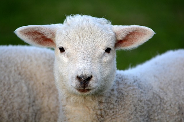 Fermierii care dețin ovine și caprine
