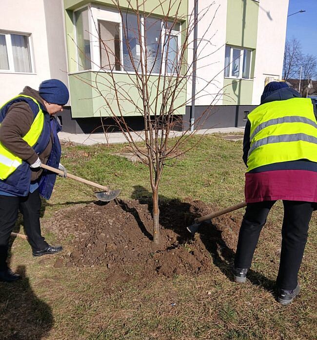 Administrația municipiului Suceava a demarat un proiect de înverzire a orașului