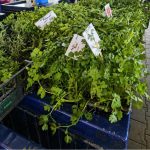 Știrile pozitive ale zilei, 1 mai 2026